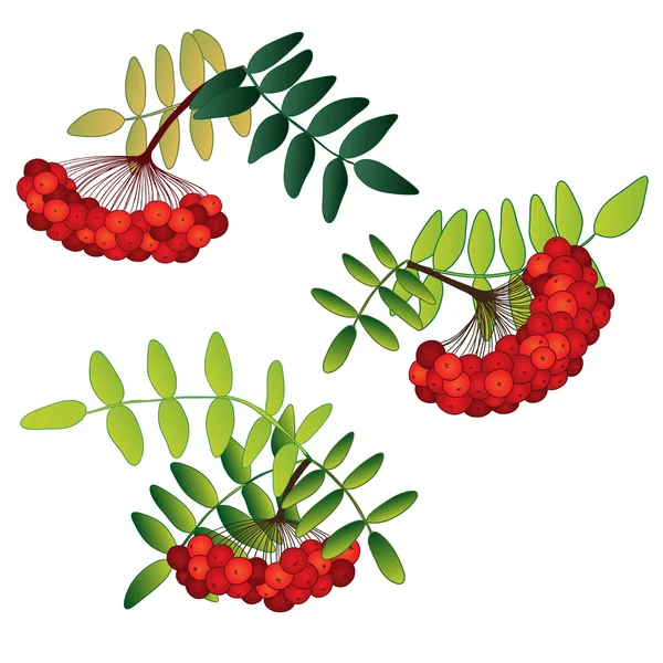 Set of rowan berries with leaves isolated on the white background — Stock Vector