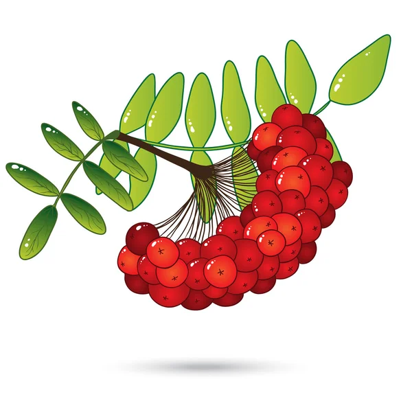 白で隔離される葉と赤いナナカマド果実の束 — ストックベクタ