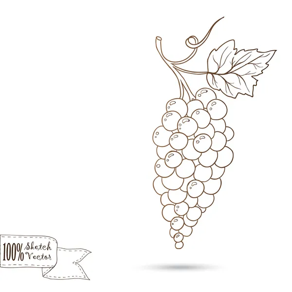 Dibujo ilustración de racimo de uvas — Vector de stock