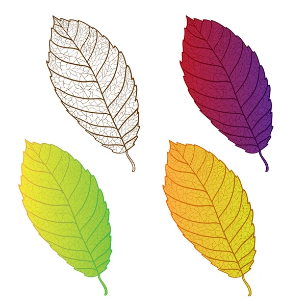 Coleção folhas de outono coloridas isoladas . — Vetor de Stock