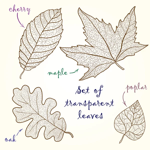 Колекція листя: вишня, дуб, клен, тополя . — стоковий вектор