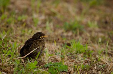 Karatavuk kuşu Turdus merula cabrerae arıyor.