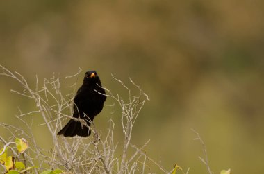 Erkek karatavuk Turdus merula cabrerae.