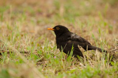 Erkek karatavuk Turdus merula cabrerae.