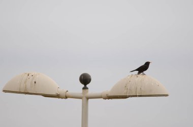 Erkek karatavuk Turdus merula Cabrerae sokak lambasında.