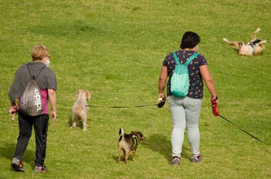 Kadınlar parkta köpeklerini gezdiriyorlar..