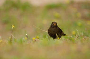 Dişi karatavuk Turdus merula cabrerae.