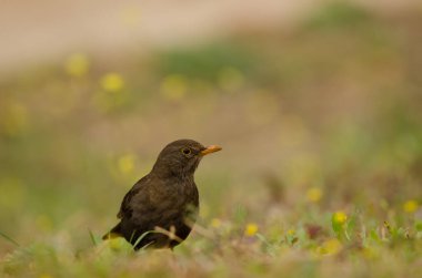 Dişi karatavuk Turdus merula cabrerae.