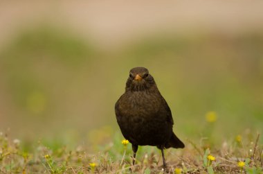 Dişi karatavuk Turdus merula cabrerae.