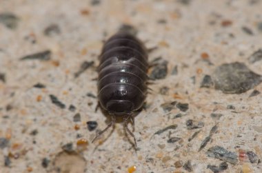 Front view of a common pill-bug. clipart