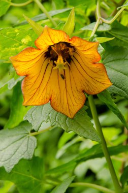 Kanarya Adasının Çan Çiçeği.