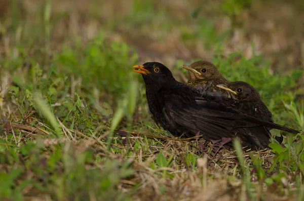 Common blackbirds Turdus merula cabrerae. — Stock Photo, Image