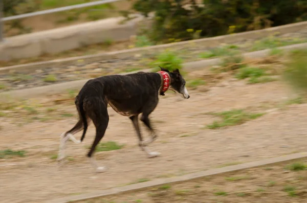 Hiszpański galgo Canis familiaris trotting. — Zdjęcie stockowe