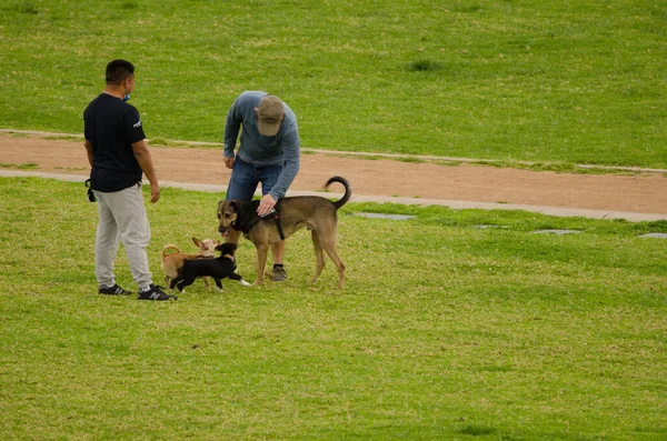 Hombres y perros en el parque. — Foto de Stock