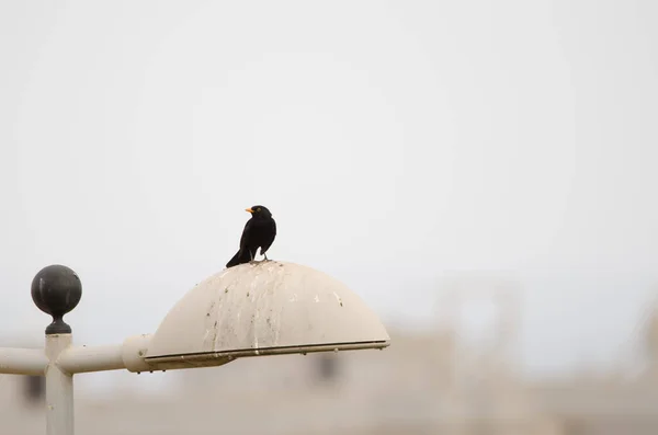 Чоловічий поширений чорний птах Турдус-Мерула кабрере на лампочці . — стокове фото