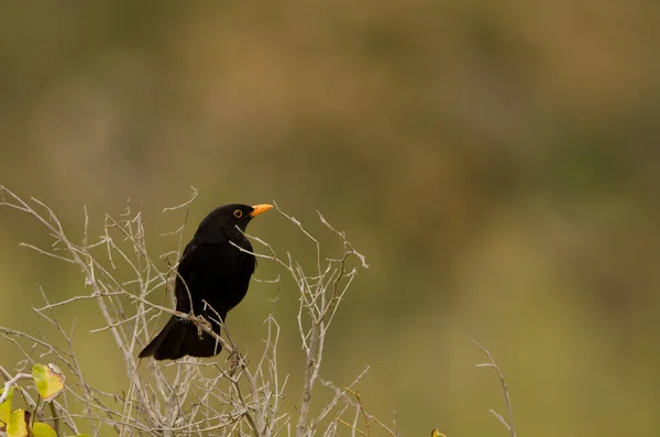 Pájaro negro común macho Turdus merula cabrerae. —  Fotos de Stock
