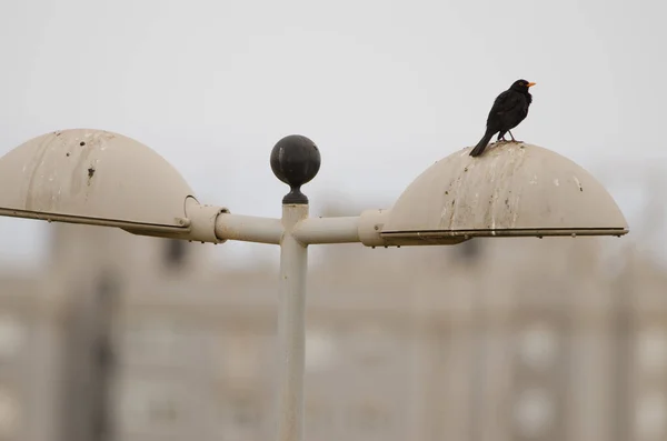 Pájaro negro común macho Turdus merula cabrerae en un poste de luz. —  Fotos de Stock
