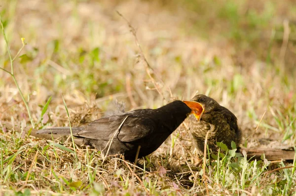 Common blackbirds Turdus merula cabrerae. — Stock Photo, Image