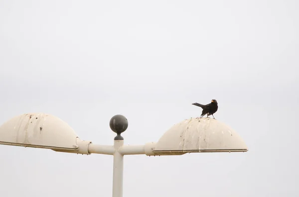 Чоловічий поширений чорний птах Турдус-Мерула кабрере на лампочці . — стокове фото