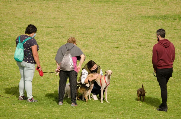 İnsanlar parkta köpeklerini gezdiriyorlar..
