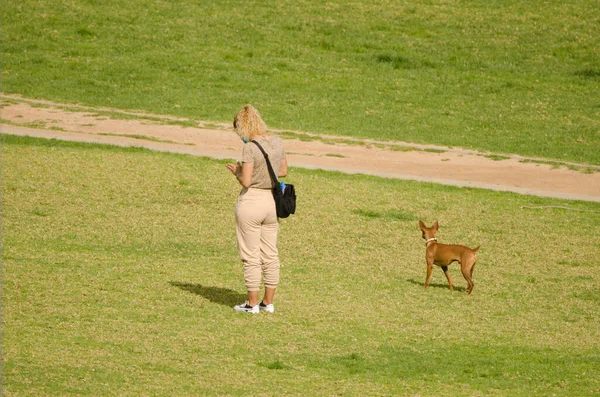 Mujer mirando el teléfono celular mientras pasea con su perro. — Foto de Stock