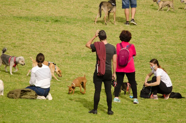 Parkta köpekleri olan insanlar..