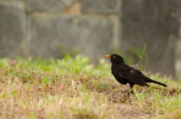 Pájaro negro común Turdus merula cabrerae. —  Fotos de Stock