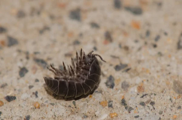 Bug de pilule commun commence à se dérouler de sa posture défensive. — Photo