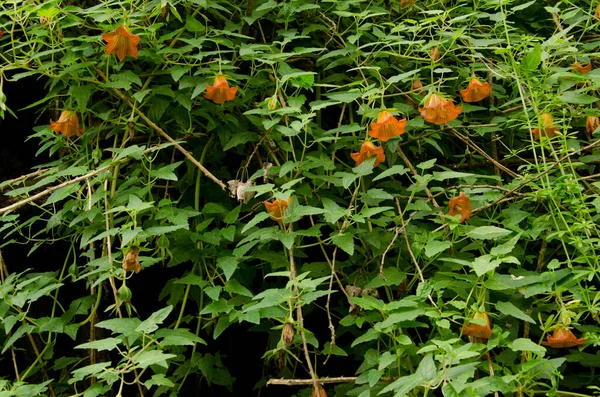 Campanilla canaria Canarina canariensis. — Foto de Stock