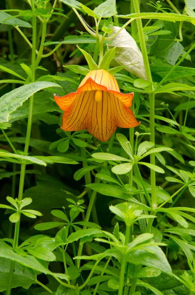 Flor de campanario de Canarias. —  Fotos de Stock