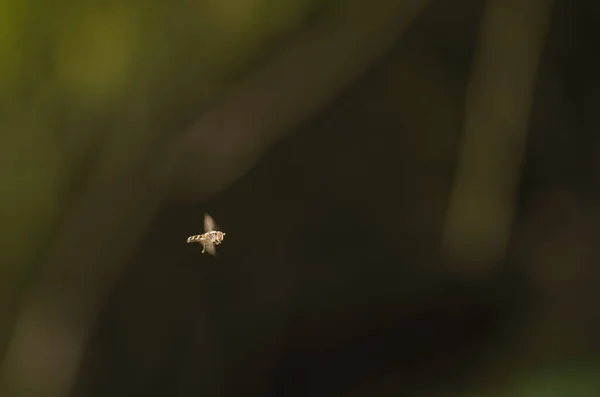 Hoverfly Meliscaeva auricollis svävar i luften. — Stockfoto