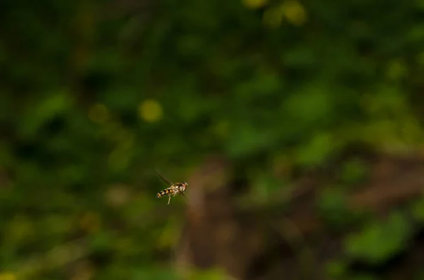 Hoverfly Meliscaeva auricollis flotando en el aire. — Foto de Stock