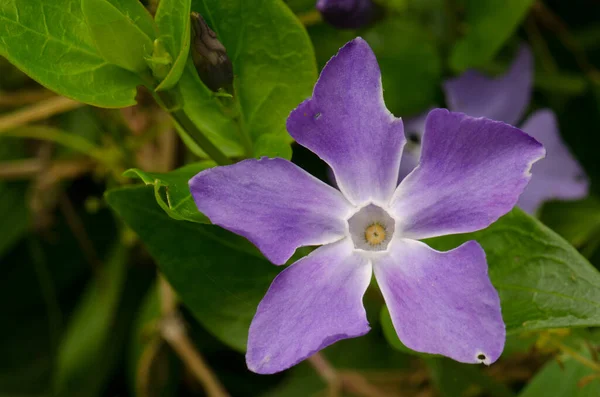 Flower of bigleaf periwinkle Vinca major. — Stock Photo, Image