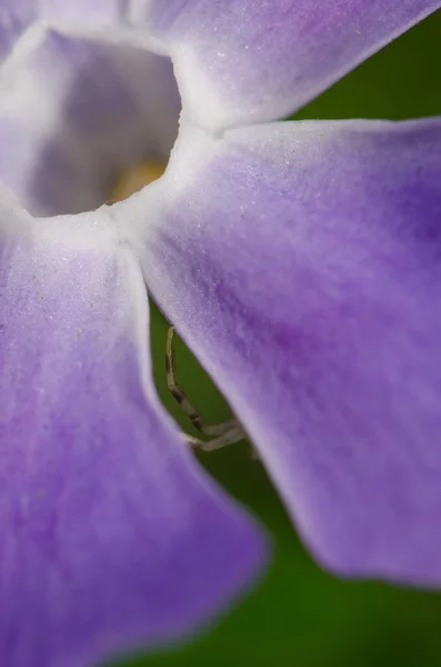 Araña cangrejo detrás de un pétalo de periwinkle de hoja grande. — Foto de Stock