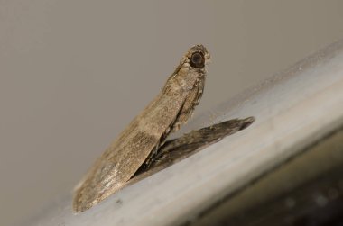 Çanta taşıyan güve Tinea pellionella.