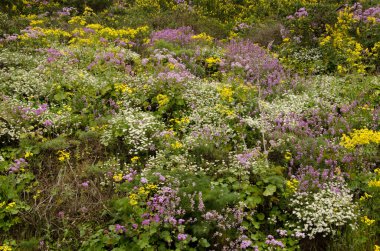 Tarladaki çiçekli bitkilerin biyolojik çeşitliliği.