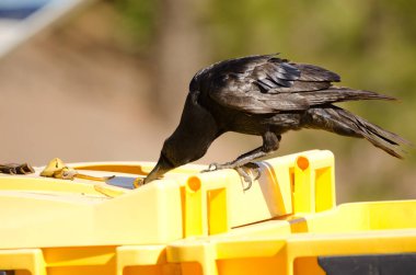 Kanarya Adaları kuzgunu muz artıklarıyla besleniyor.