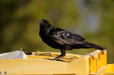 Kanarya Adaları bir çöp konteynırında kuzgun.