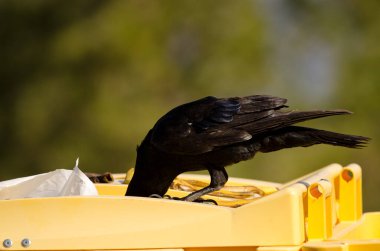 Kanarya Adaları kuzgunu çöp konteynırında yiyecek arıyor..
