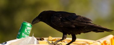 Kanarya Adaları Kuzgunu Bir kutu birayla.