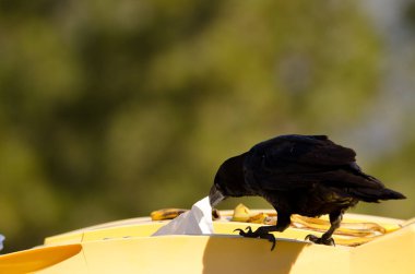 Kanarya Adaları kuzgunu çöp konteynırında yiyecek arıyor..
