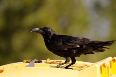 Kanarya Adaları bir çöp konteynırında kuzgun.