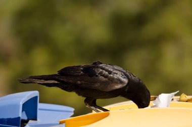 Kanarya Adaları kuzgunu çöp konteynırında yiyecek arıyor..