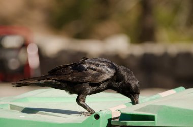 Kanarya Adaları kuzgunu çöp konteynırında yiyecek arıyor..