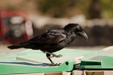 Kanarya Adaları bir çöp konteynırında kuzgun.