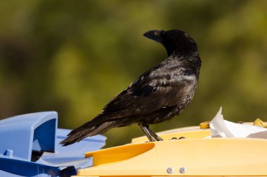 Kanarya Adaları bir çöp konteynırında kuzgun.