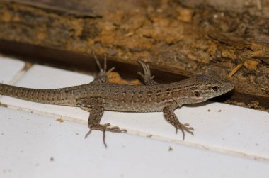 Genç Gran Canaria dev kertenkelesi.