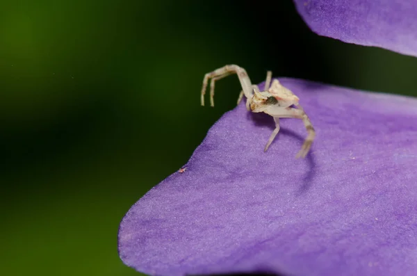 大きな葉の周囲の花弁の上にカニのクモのストーキング獲物. — ストック写真