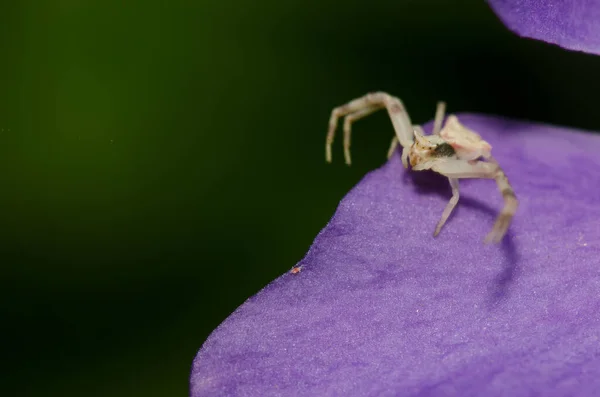 Krabbenspinne auf Pirsch nach Beute auf einem Blütenblatt des Dickblättrigen Immergrün. — Stockfoto