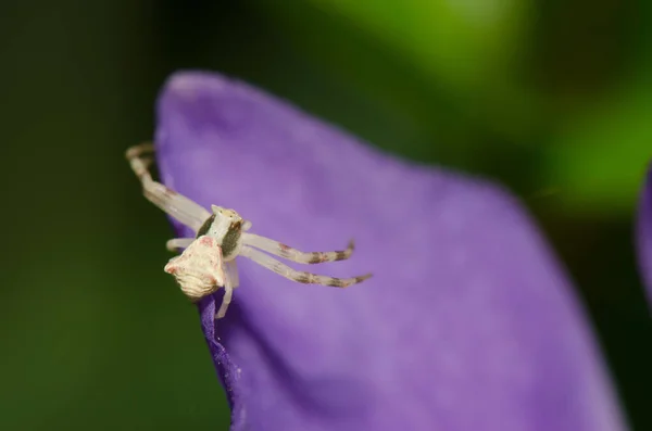 螃蟹蜘蛛在一瓣大叶子的花冠上跟踪猎物. — 图库照片